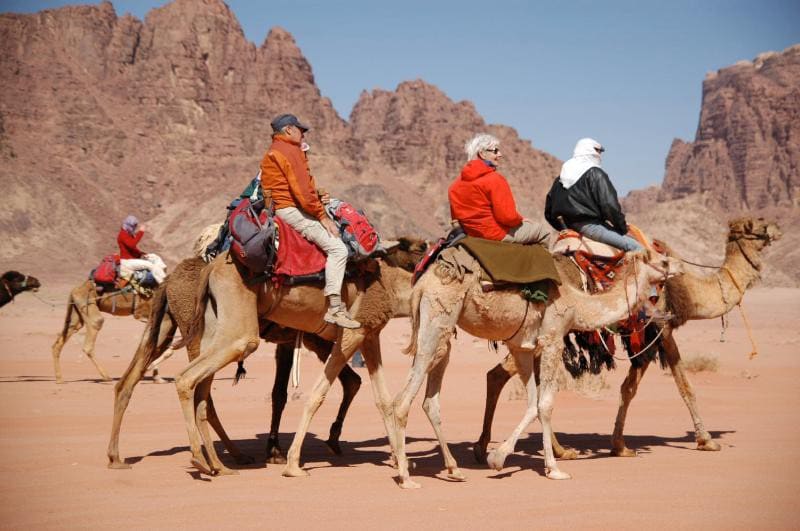 Wildlife Experience in the Wadi Rum Desert