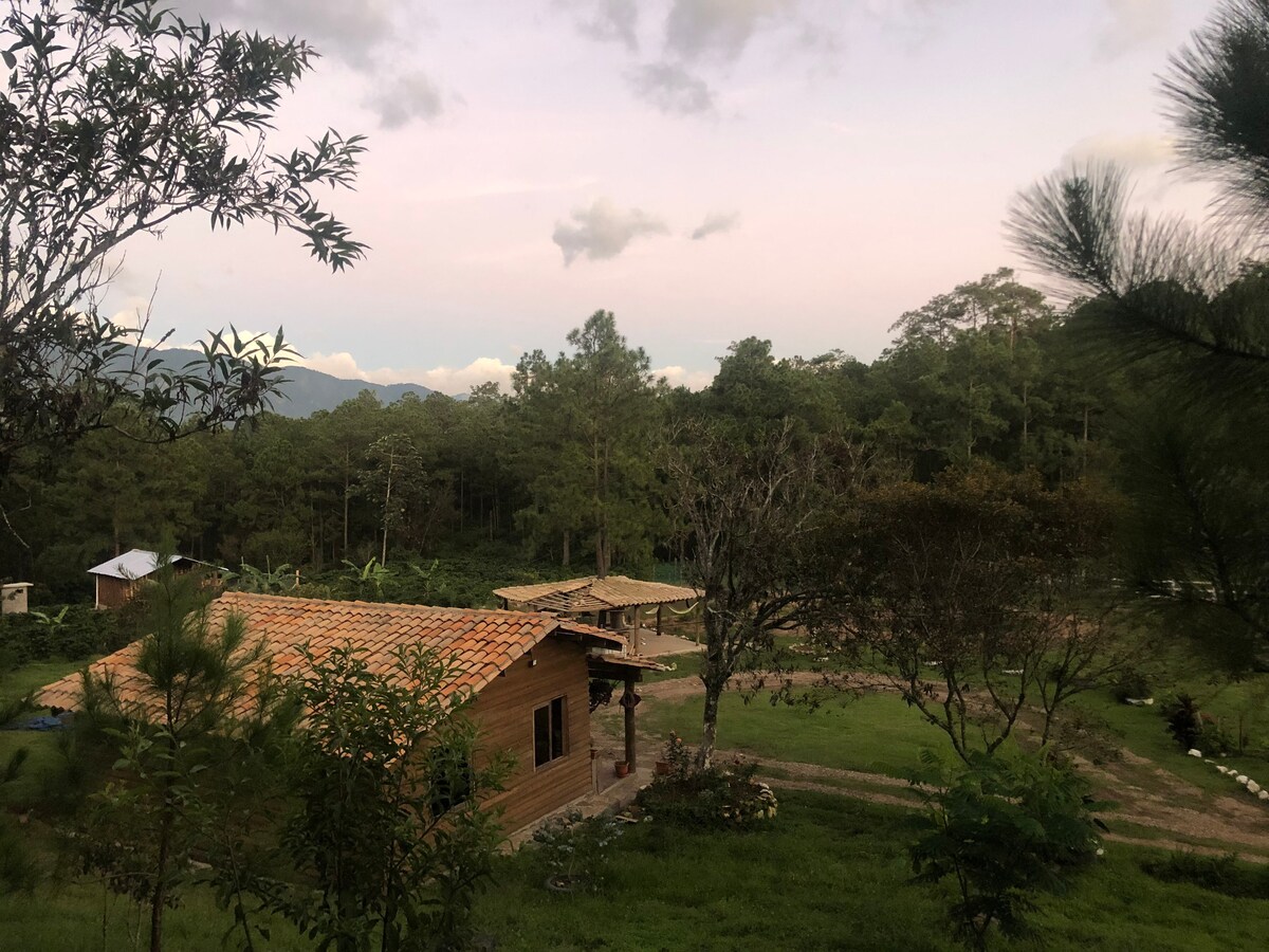 Finca Bendito Café