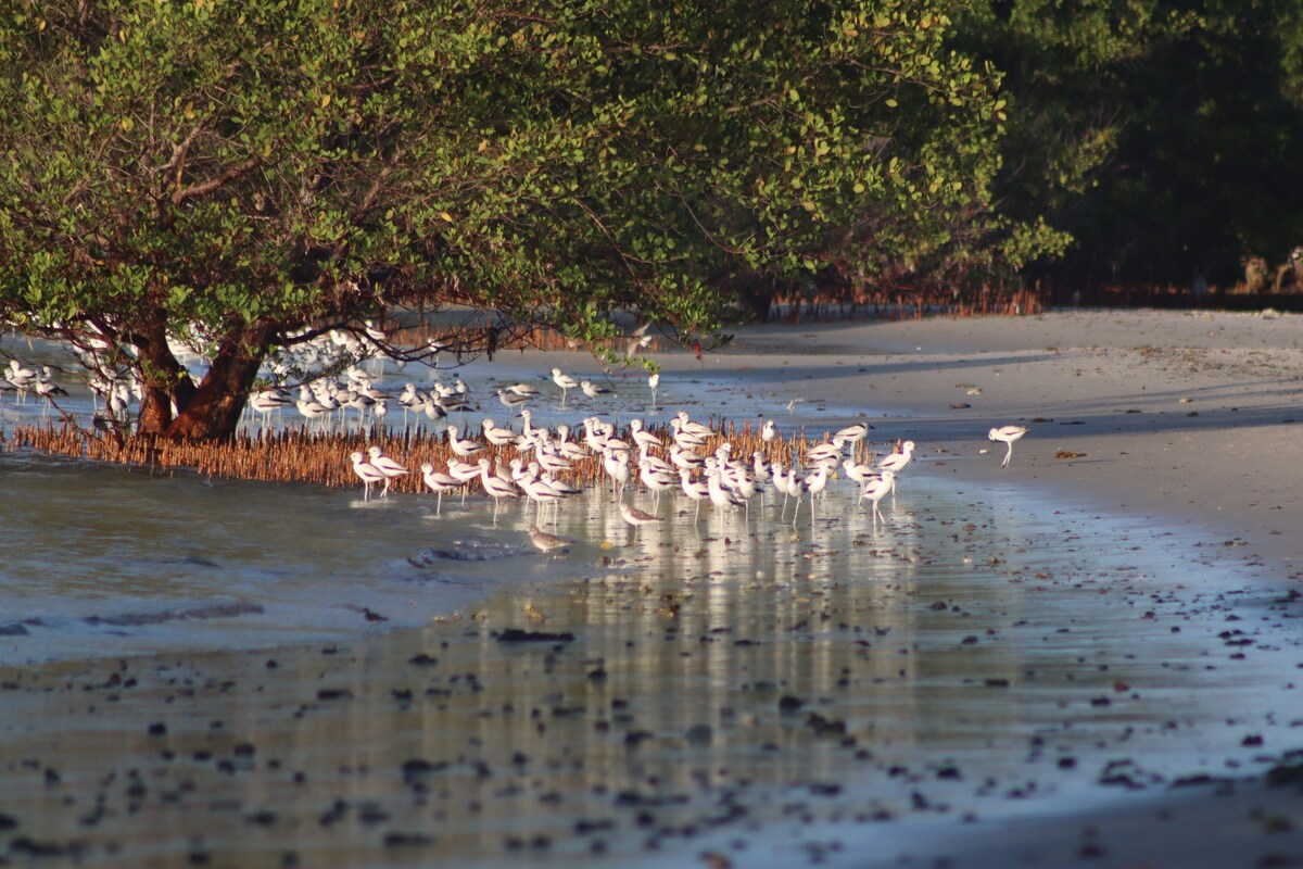 Natural environment on private beach