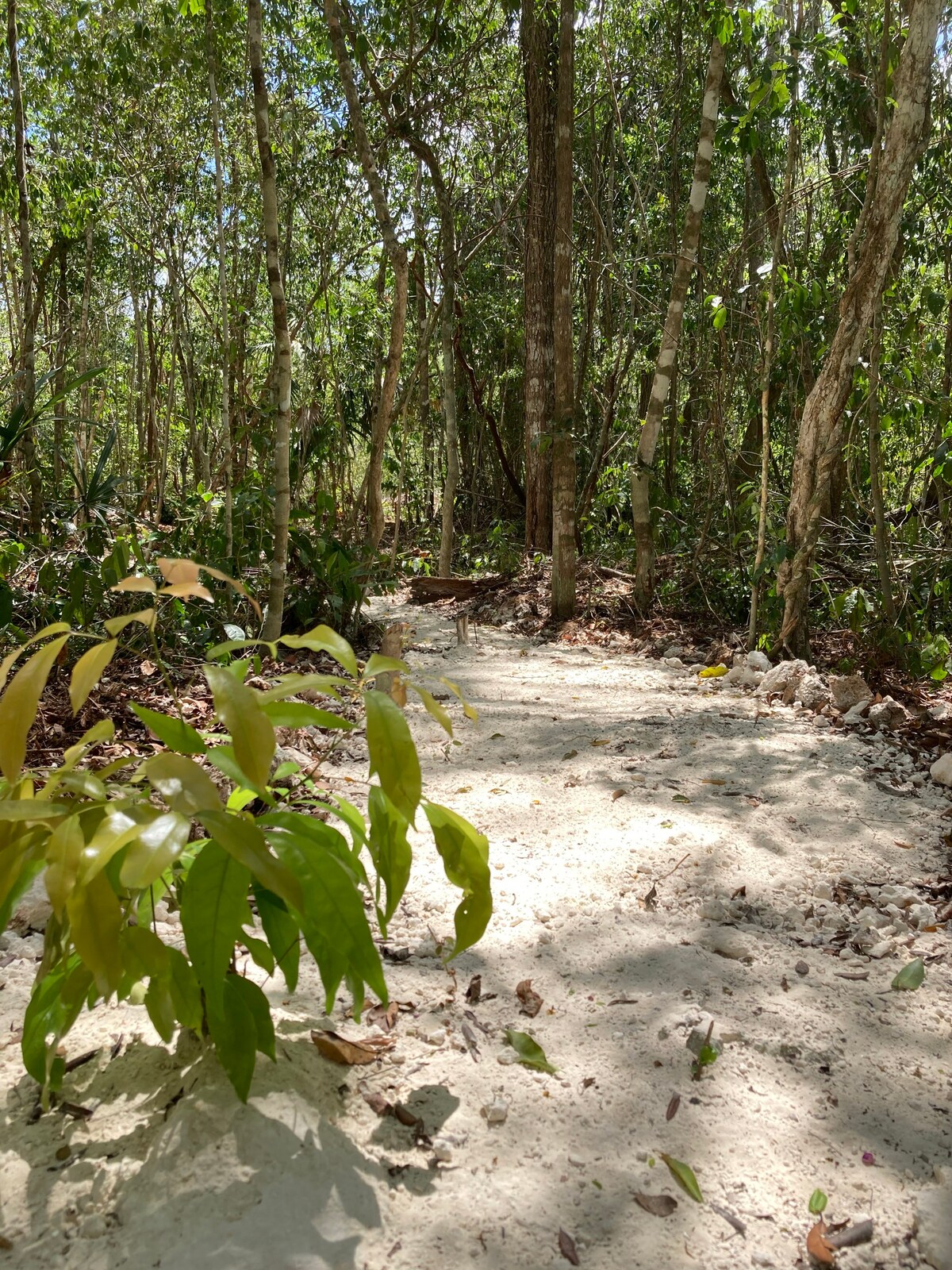 Jungle house & cenotes camping