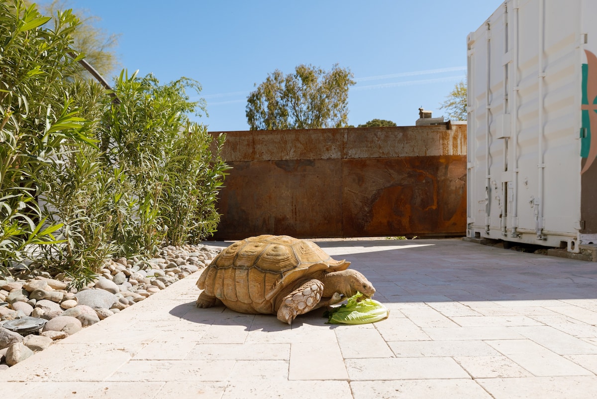 Kaibab Suite- Saltwater Pool + Spa & 150lb Turtle