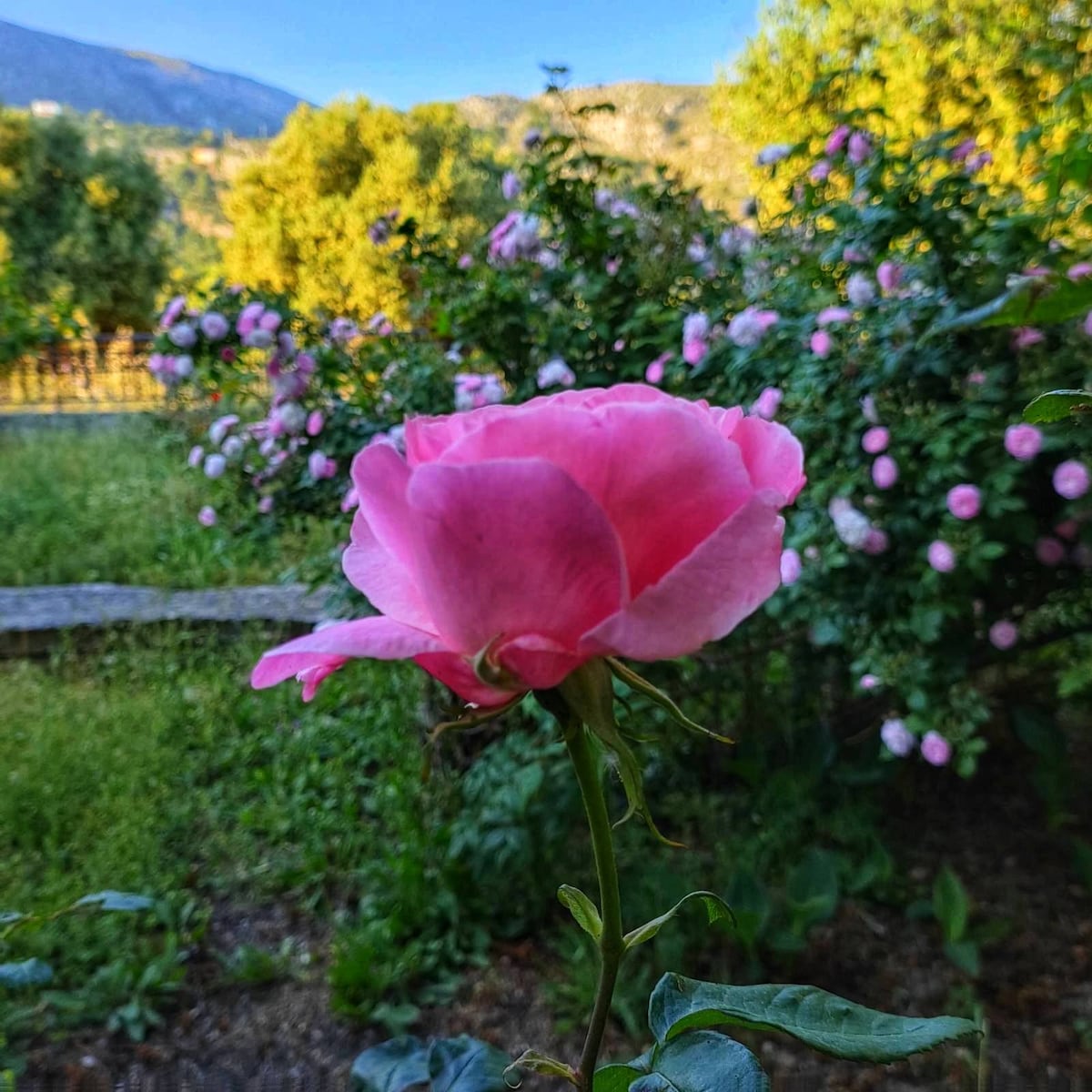 带花园和5英亩橄榄树林的舒适小屋