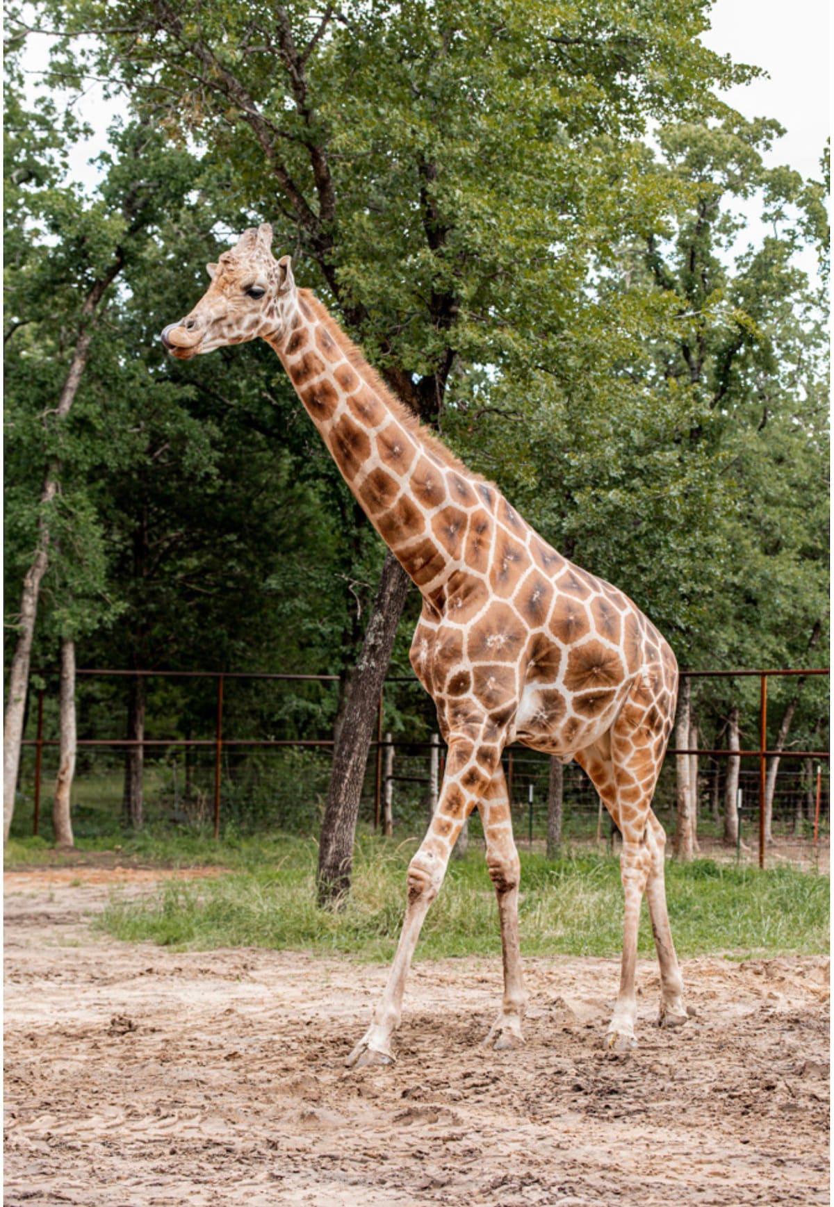 Giraffe stay in King Ranch @ Cattle Barons