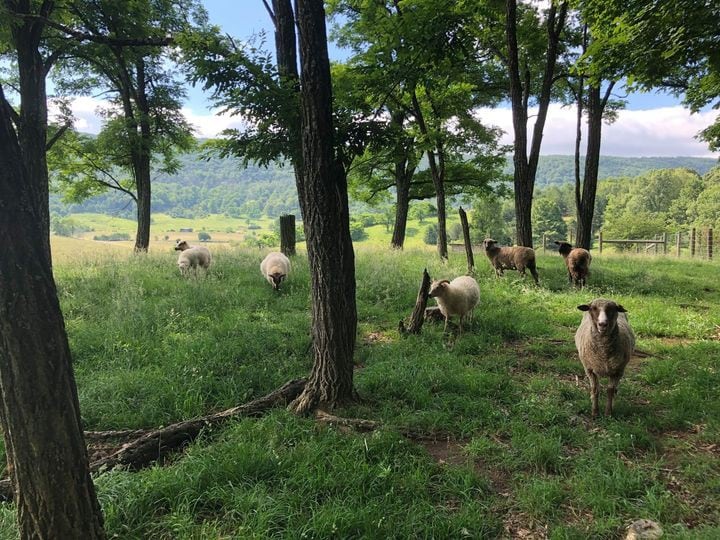 Tiny house farm stay, minutes to AppalachianTrail!