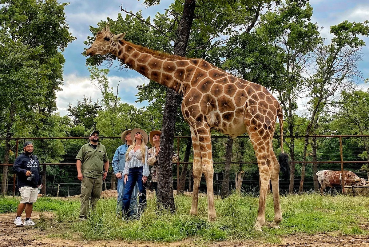 Giraffe Stay in Waggoner  - ADA accessible