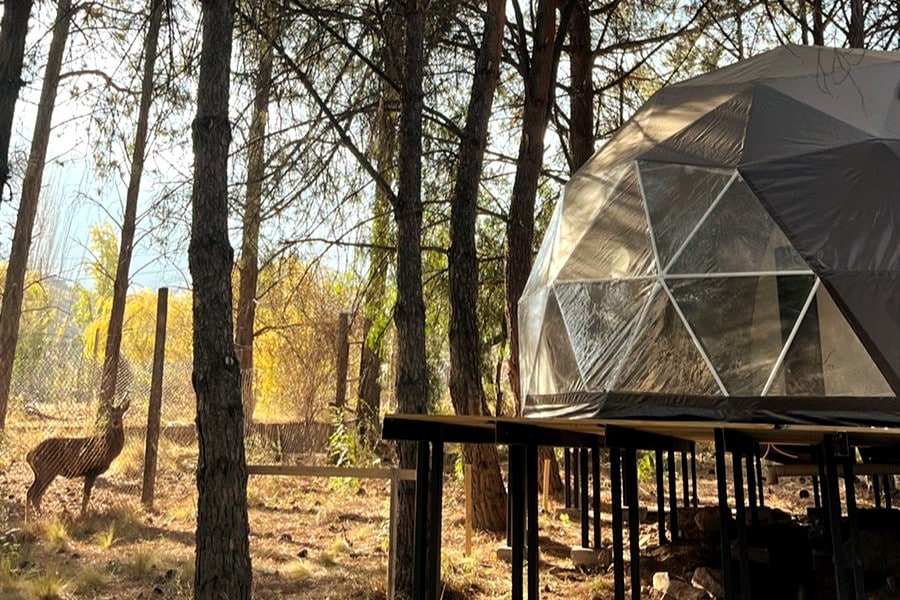 鹿露营，森林中的圆顶屋