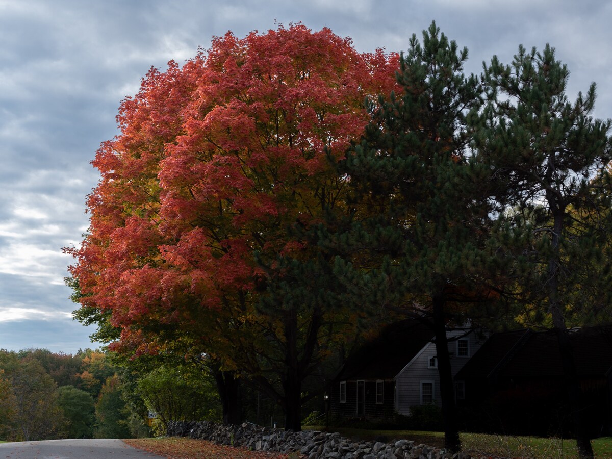 Maine Garden View