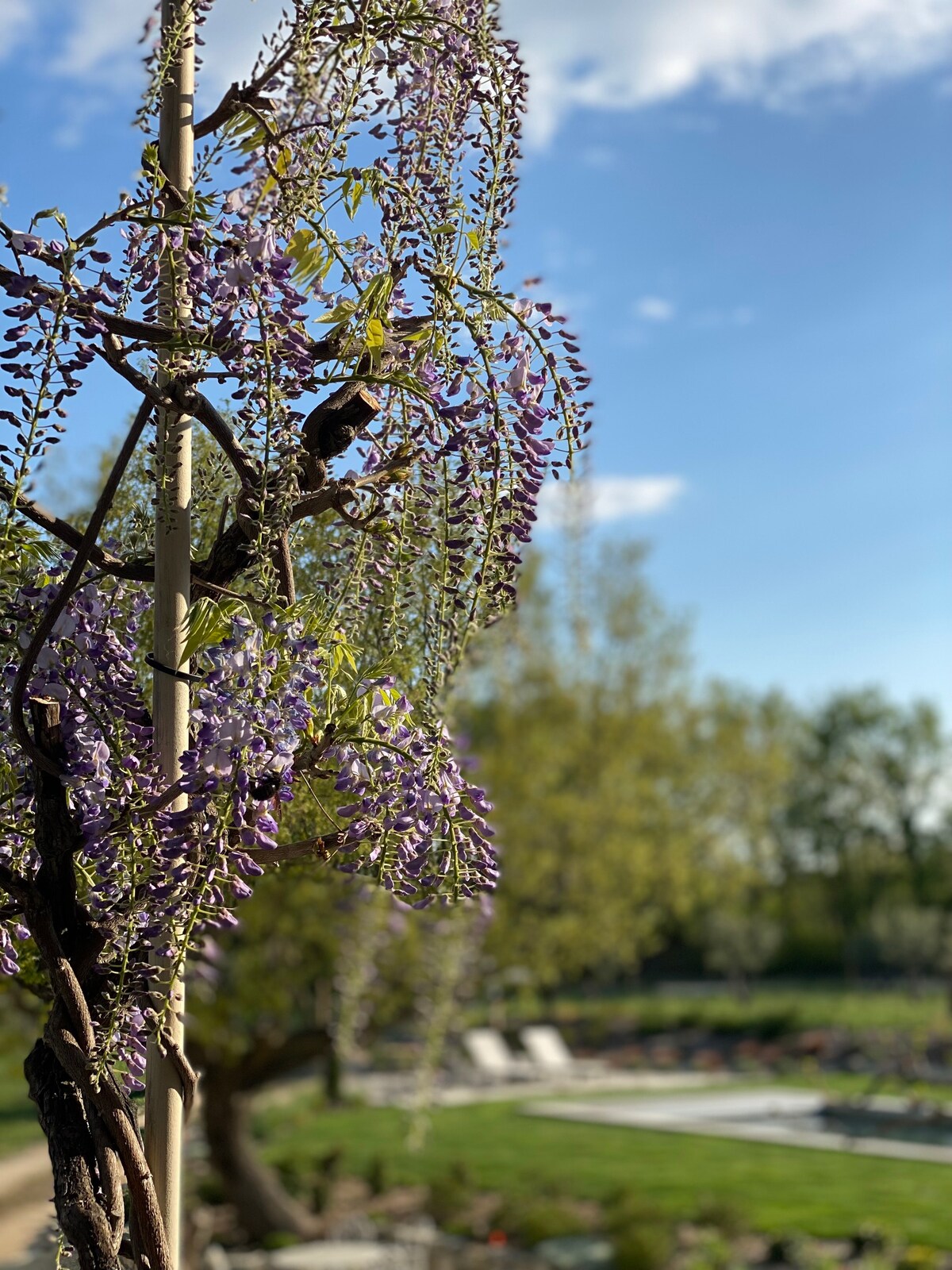 Mas provençal avec piscine