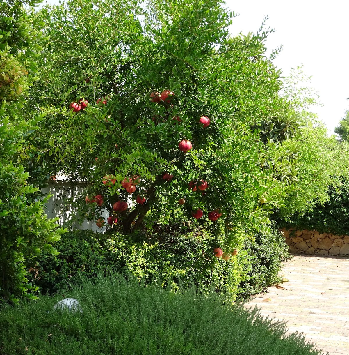 Il Melograno villa con giardino vicino a Gallipoli