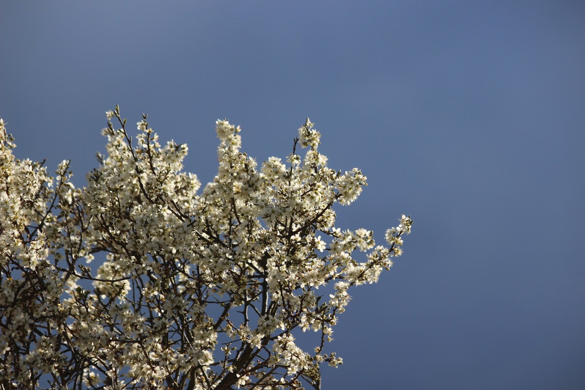 The Bird 's Nest at Blackthorn Lane