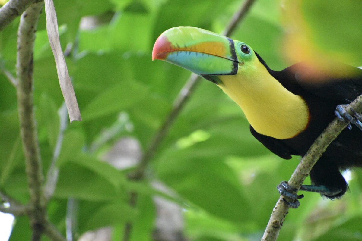 Casa Thirema Habitación en Tortuguero