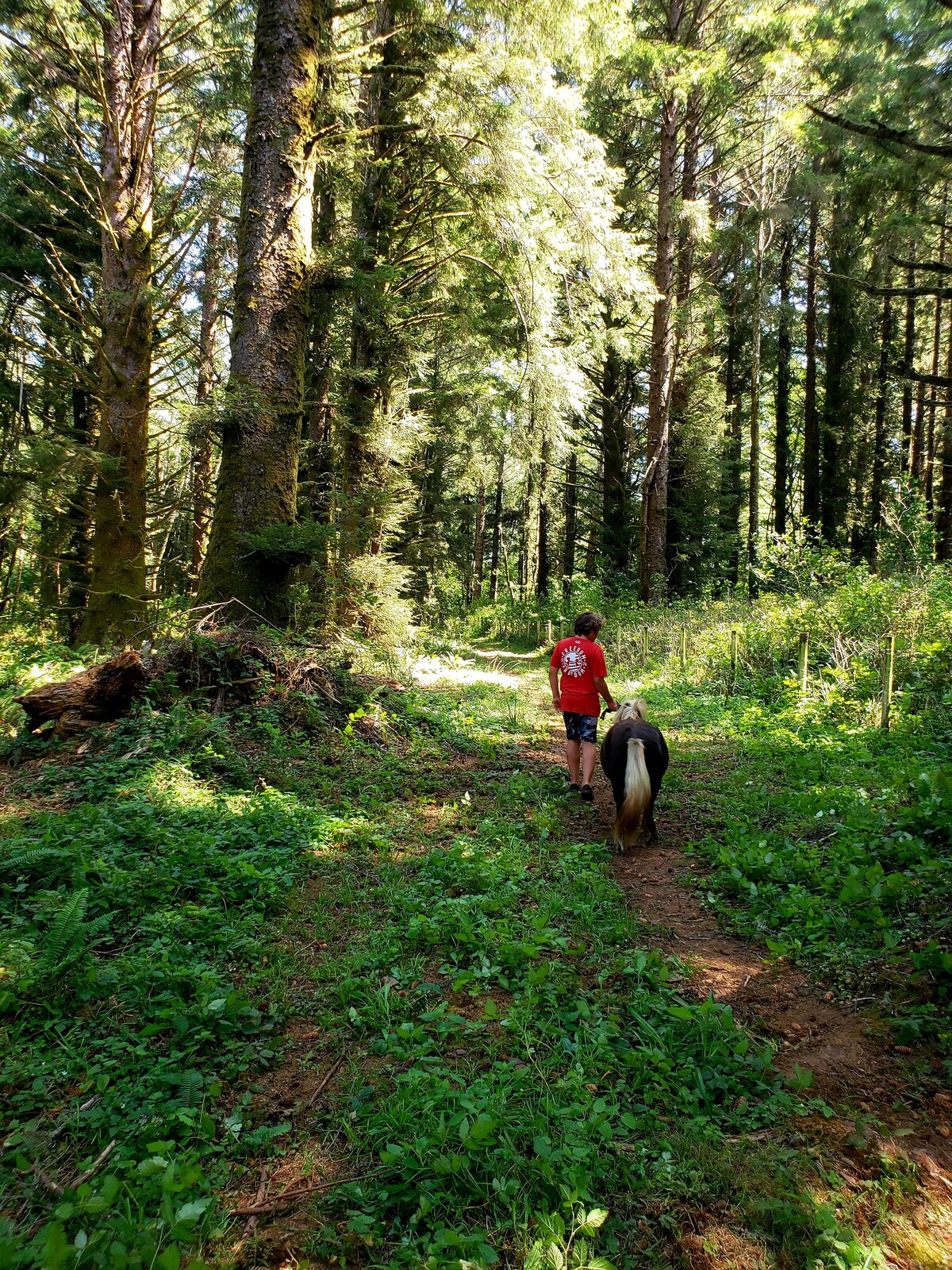 Coastal Forest Farm Camp