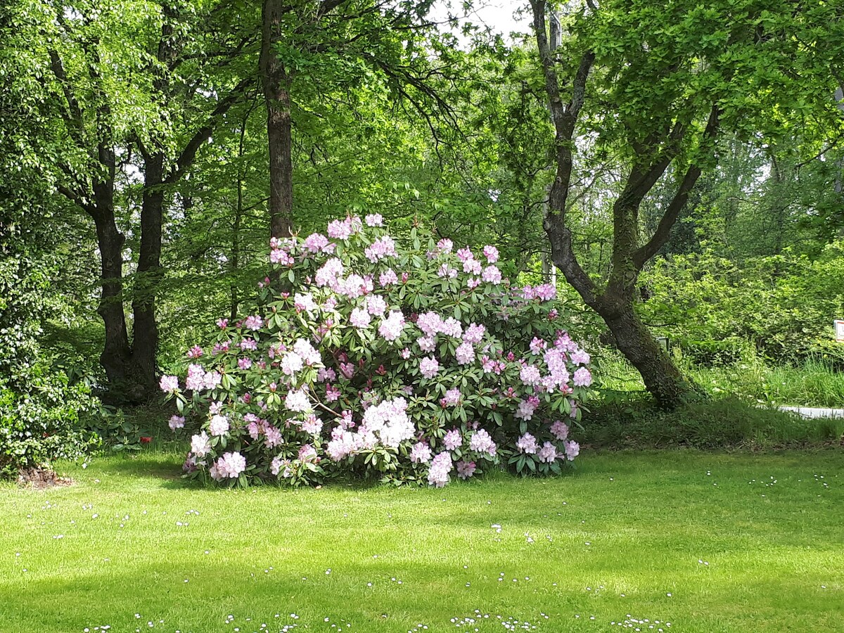 Dans les bois de Lancerf