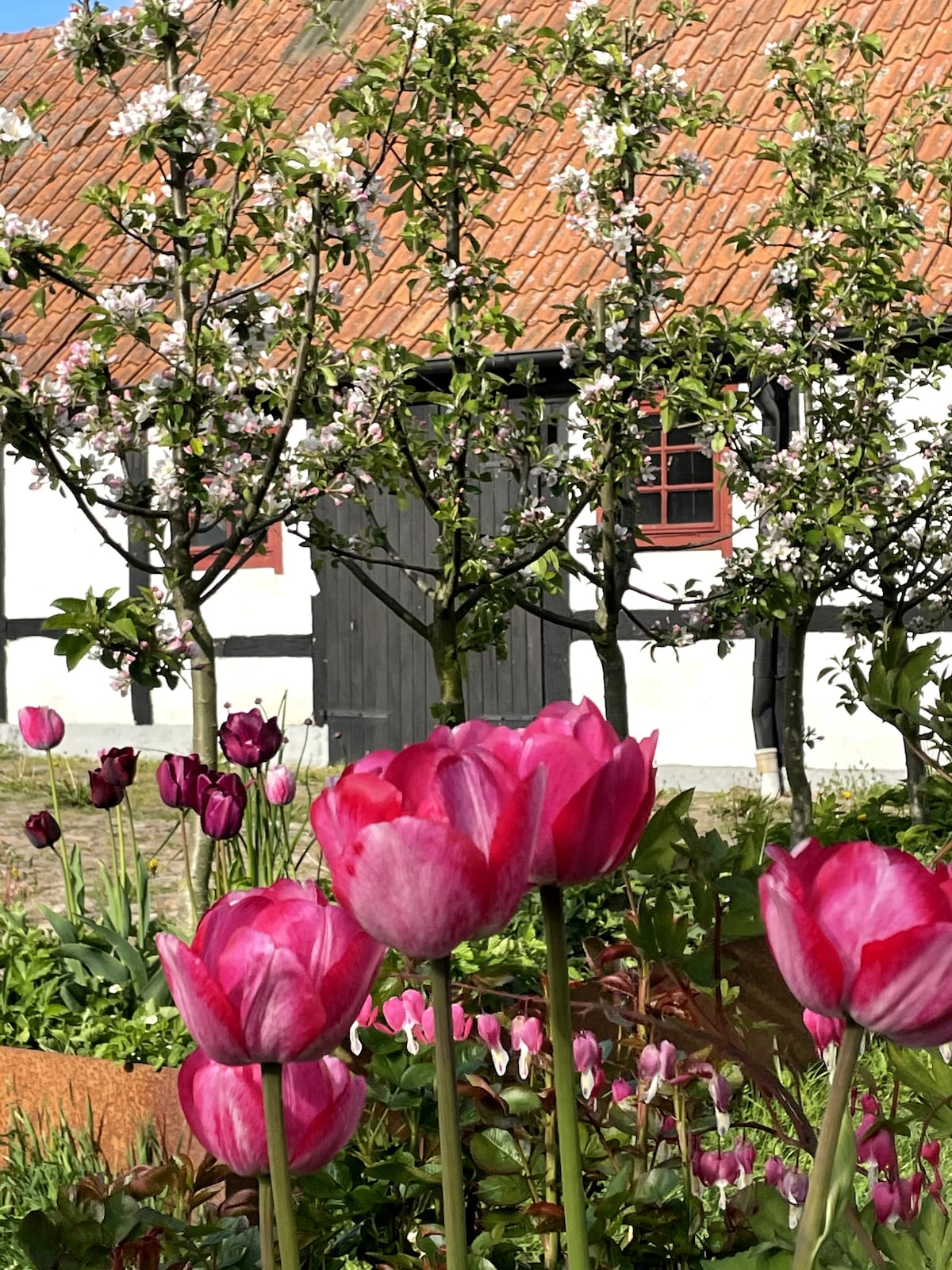 Stora Juleboda Gård, ekologisk gård på Österlen.