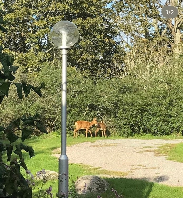 Övernatta mitt i Borgs ekhagars naturreservat