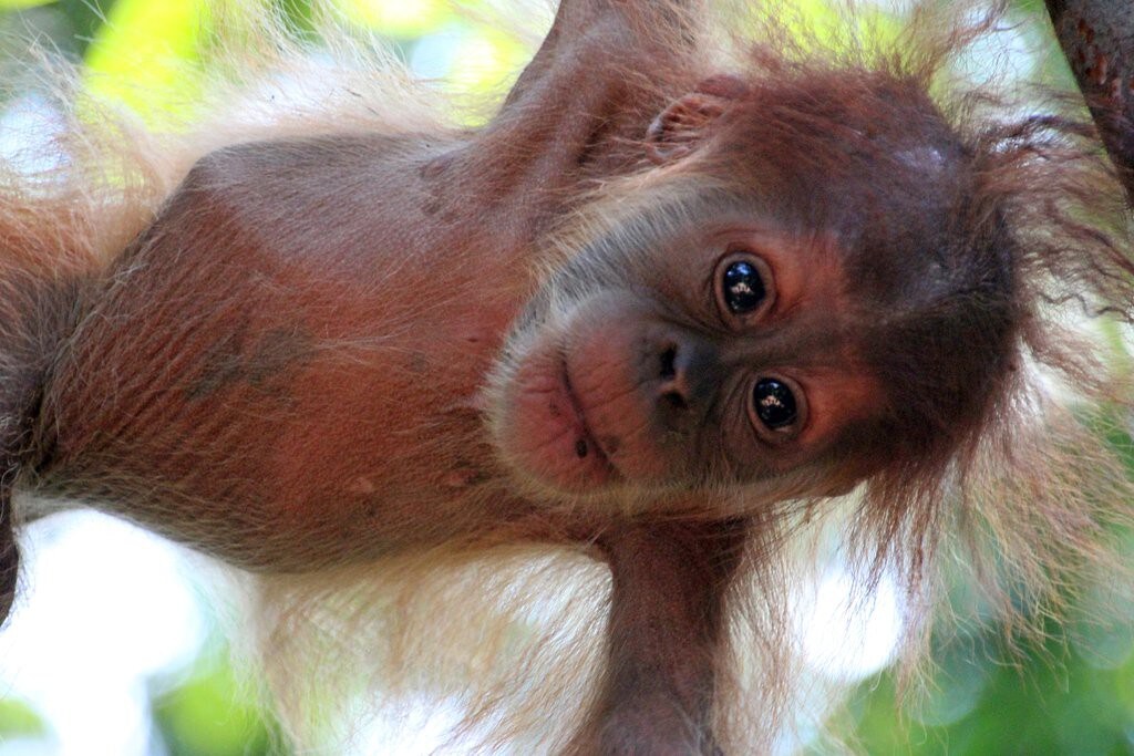 Thomas Retreat旁边的Bukit Lawang Standart客房