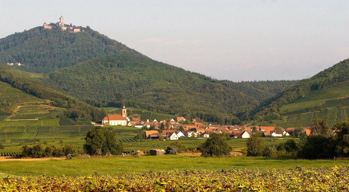 Centre Alsace entre Vignes et Forêts Gîte Clémence
