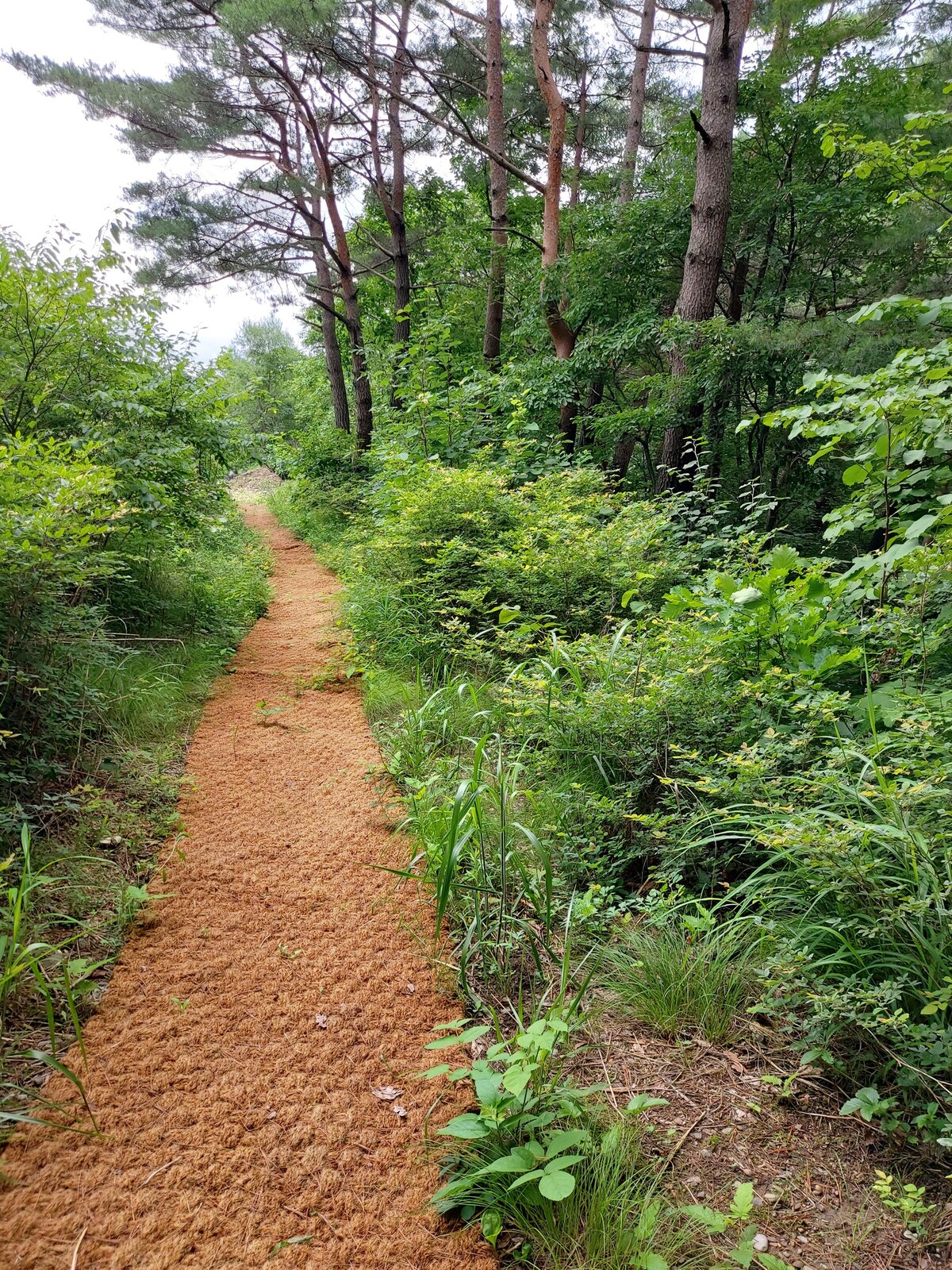 Tower Goal Swallow Jeongseon-dar一片宁静的松树
距离旅游指数30分钟路程的香味