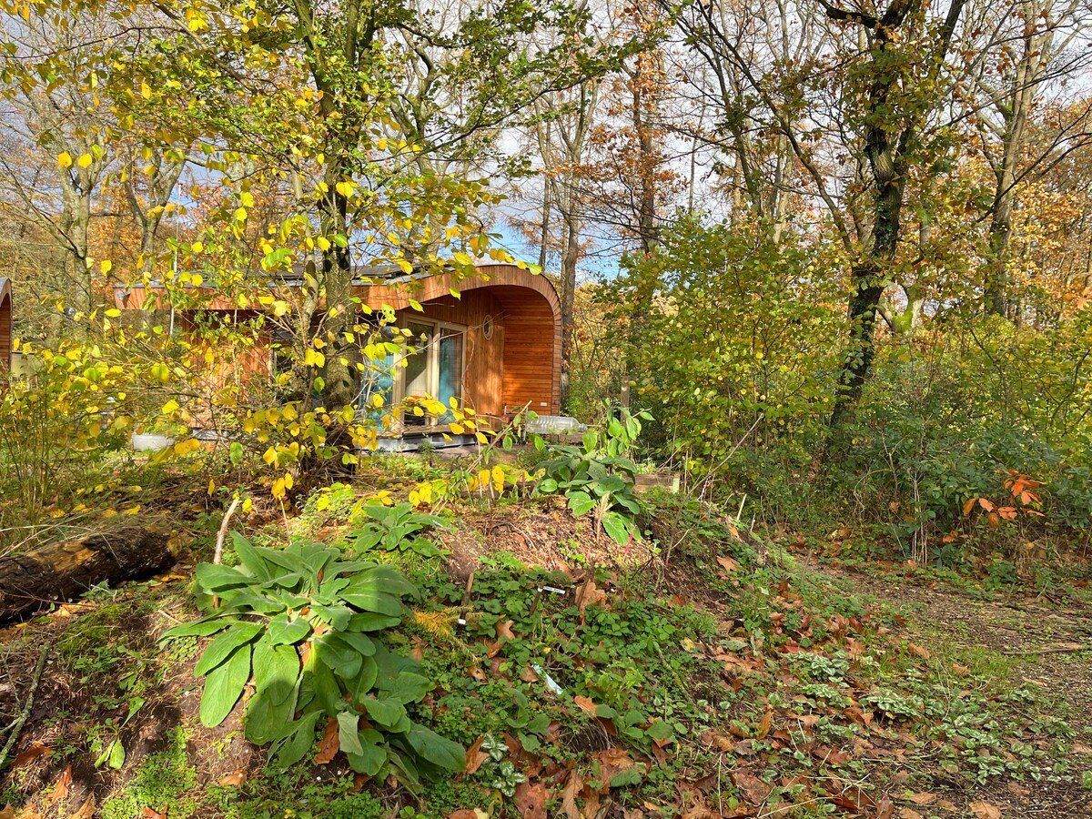 现代化的微型住宅位于森林中。