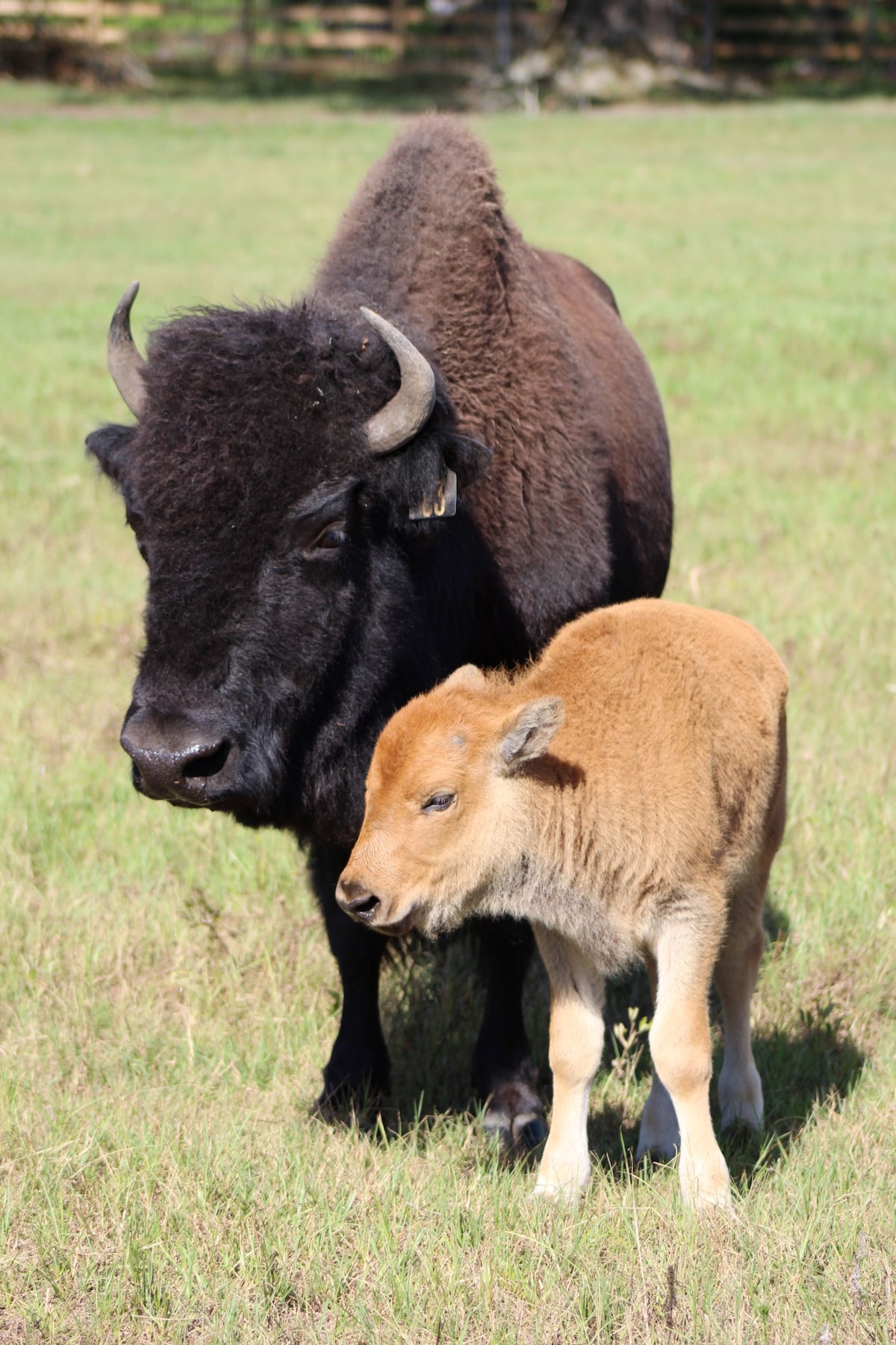 Lodge on Beautiful Bison Farm