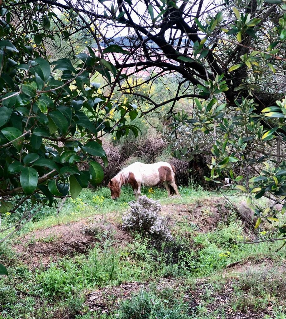 Preciosa minicasa independiente en granja rural