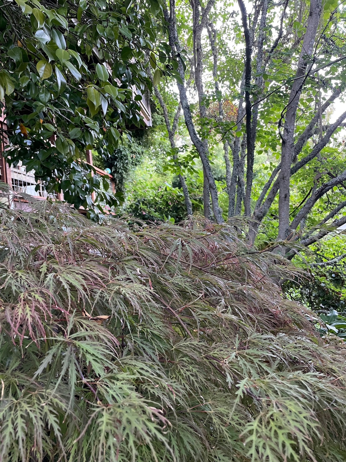 塔姆山花园乡村小屋