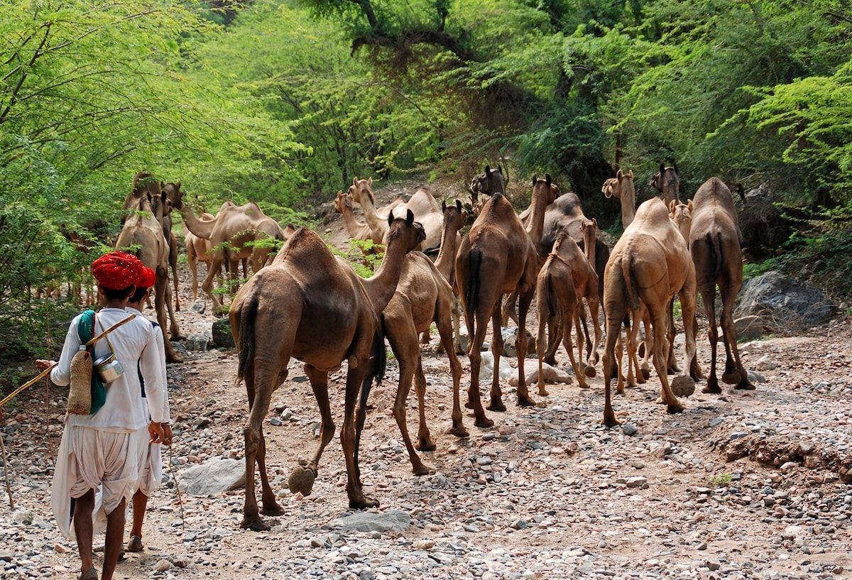骆驼小屋，在大自然中享受宁静的住宿体验