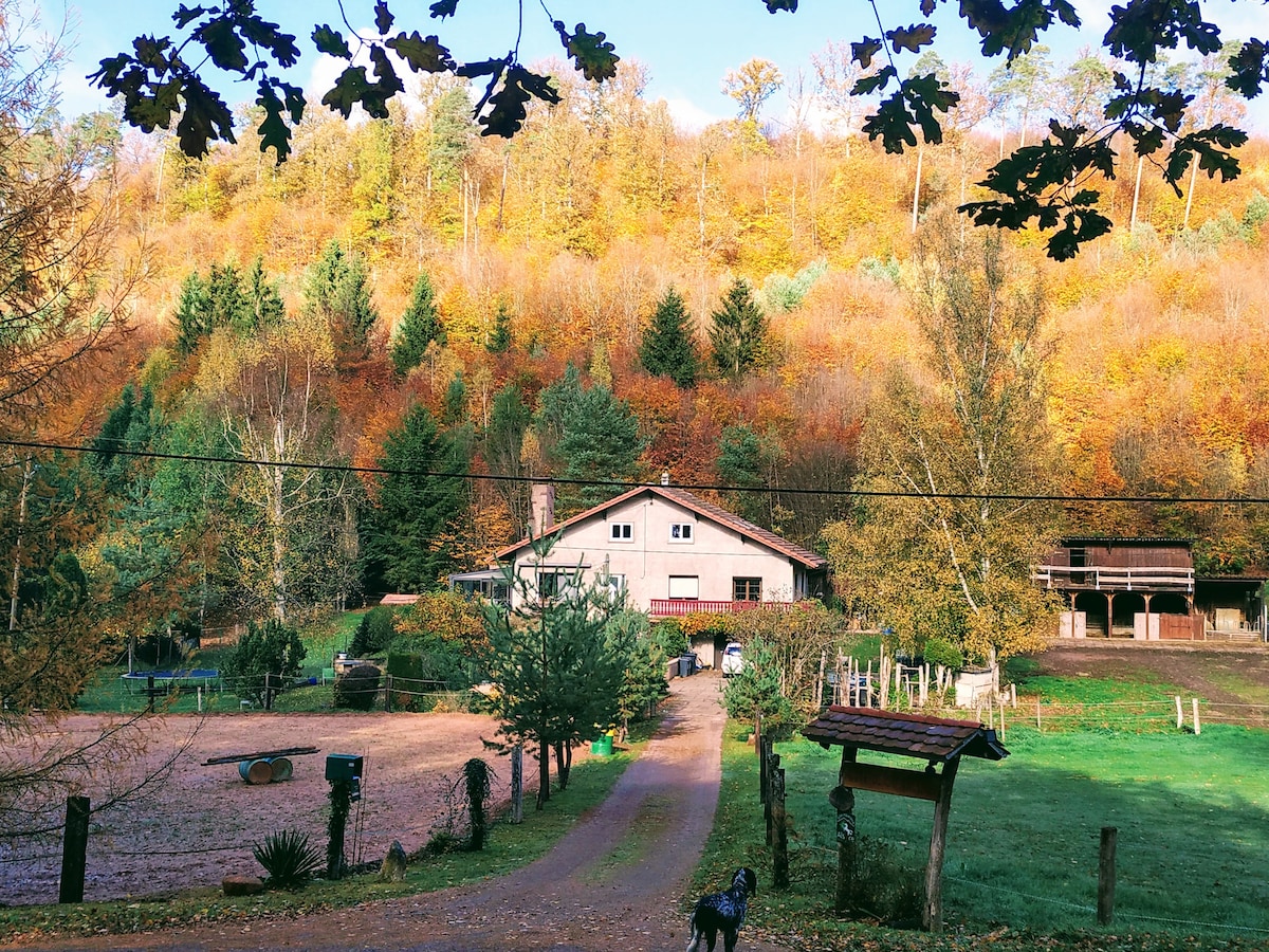 带驴子在森林中的宽敞小屋