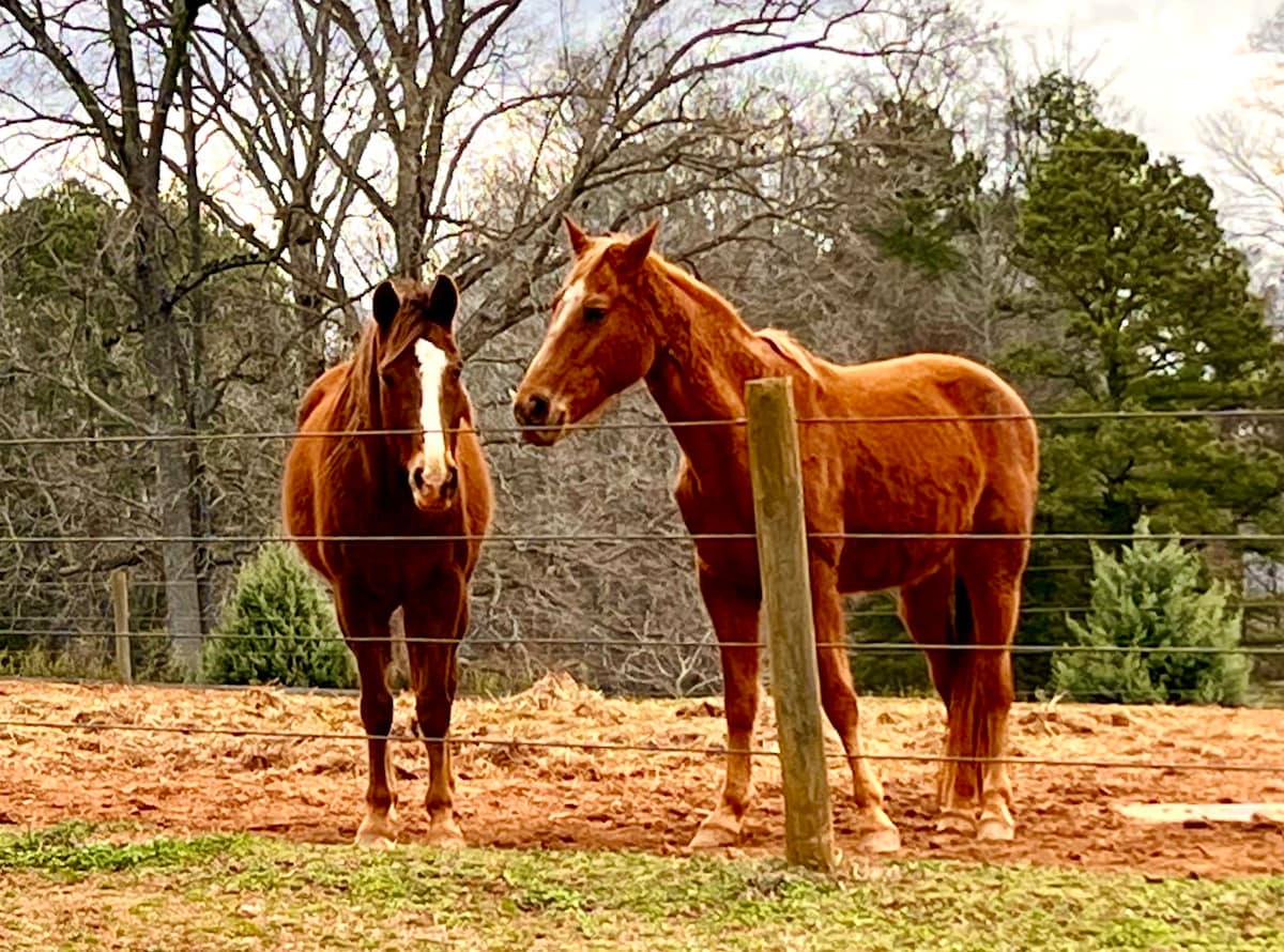 Horse Farm, Cozy 2bdrm Suite, Creek Side Views