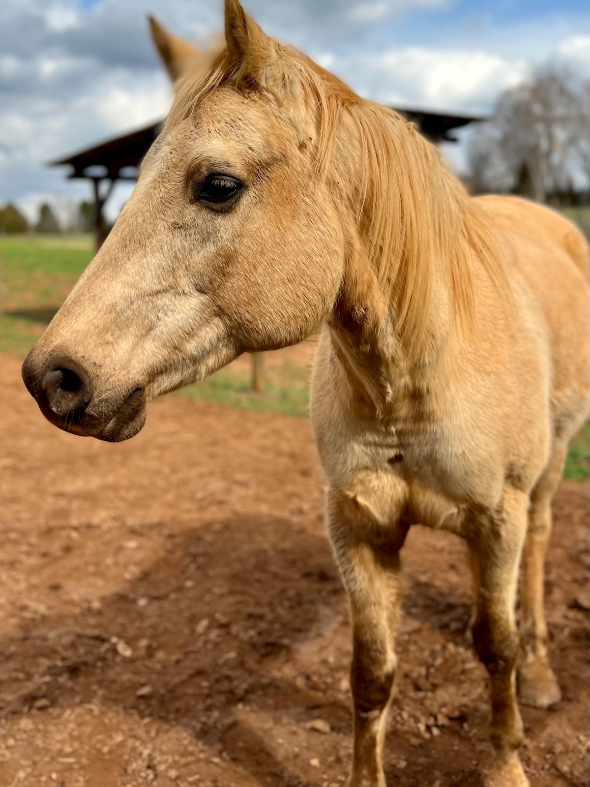 Horse Farm, Cozy 2bdrm Suite, Creek Side Views