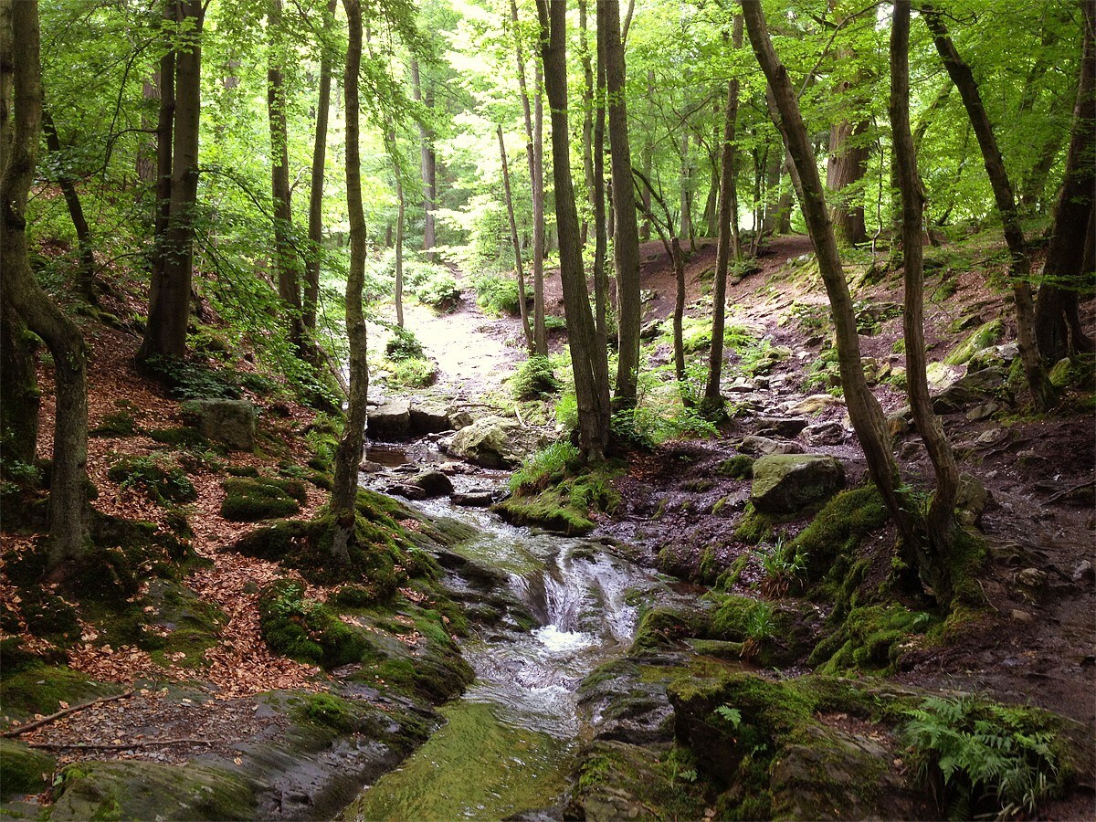 Séjour insolite dans un zome 5 en pleine forêt