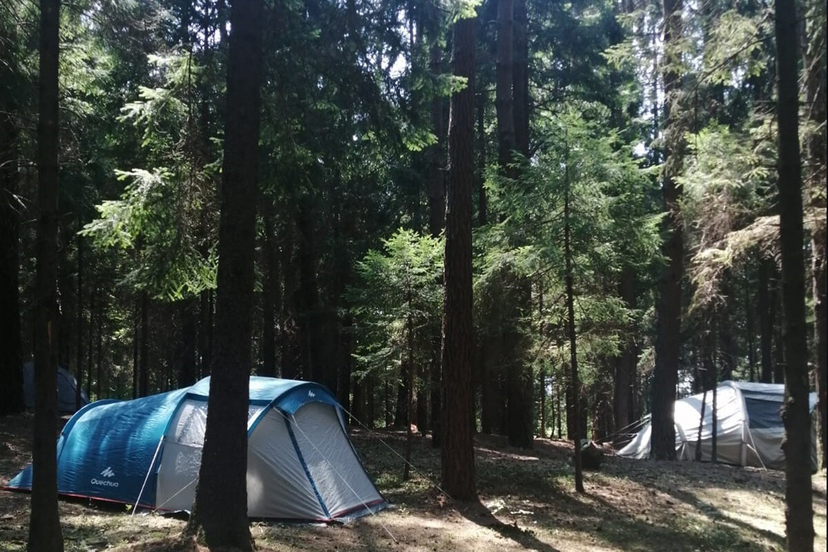 帐篷-与灌木底部接触