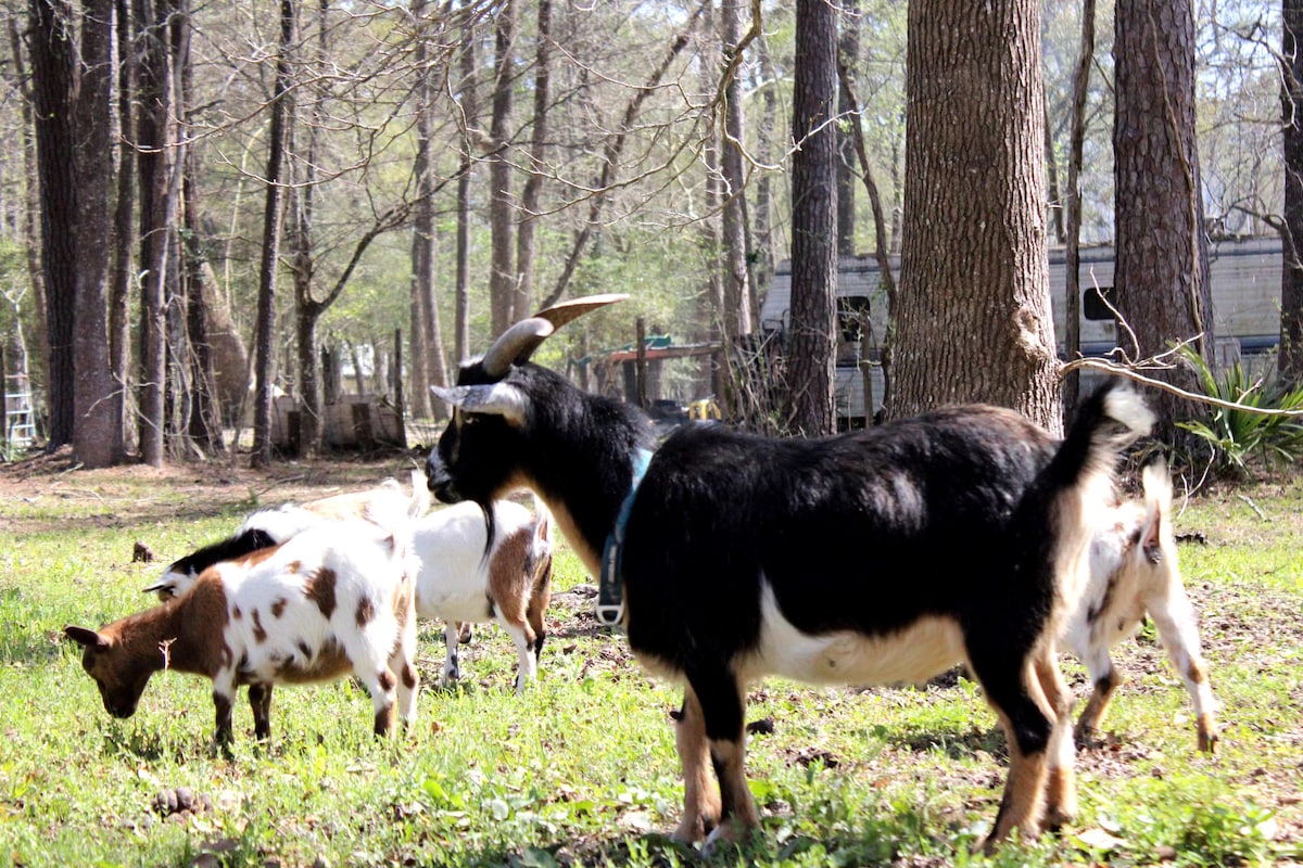 Beautiful handicap accessible cottage in Crosby,TX