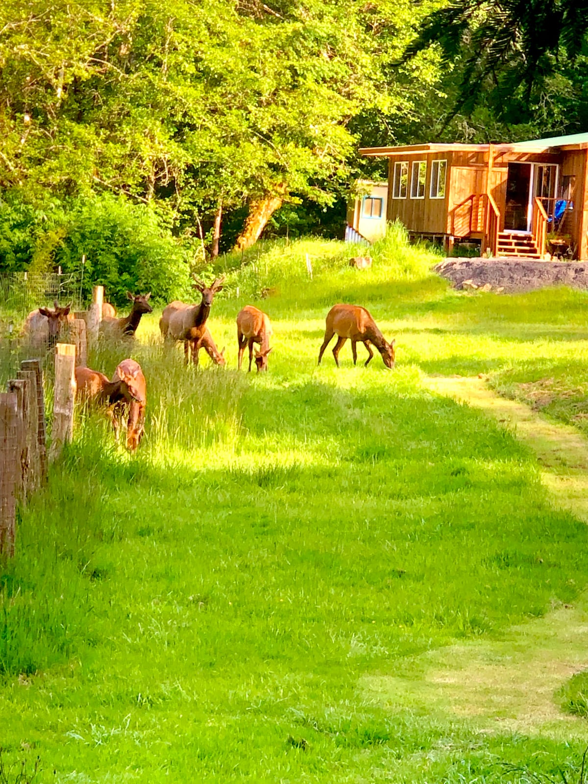 Cabin with view of elk and coastal hills