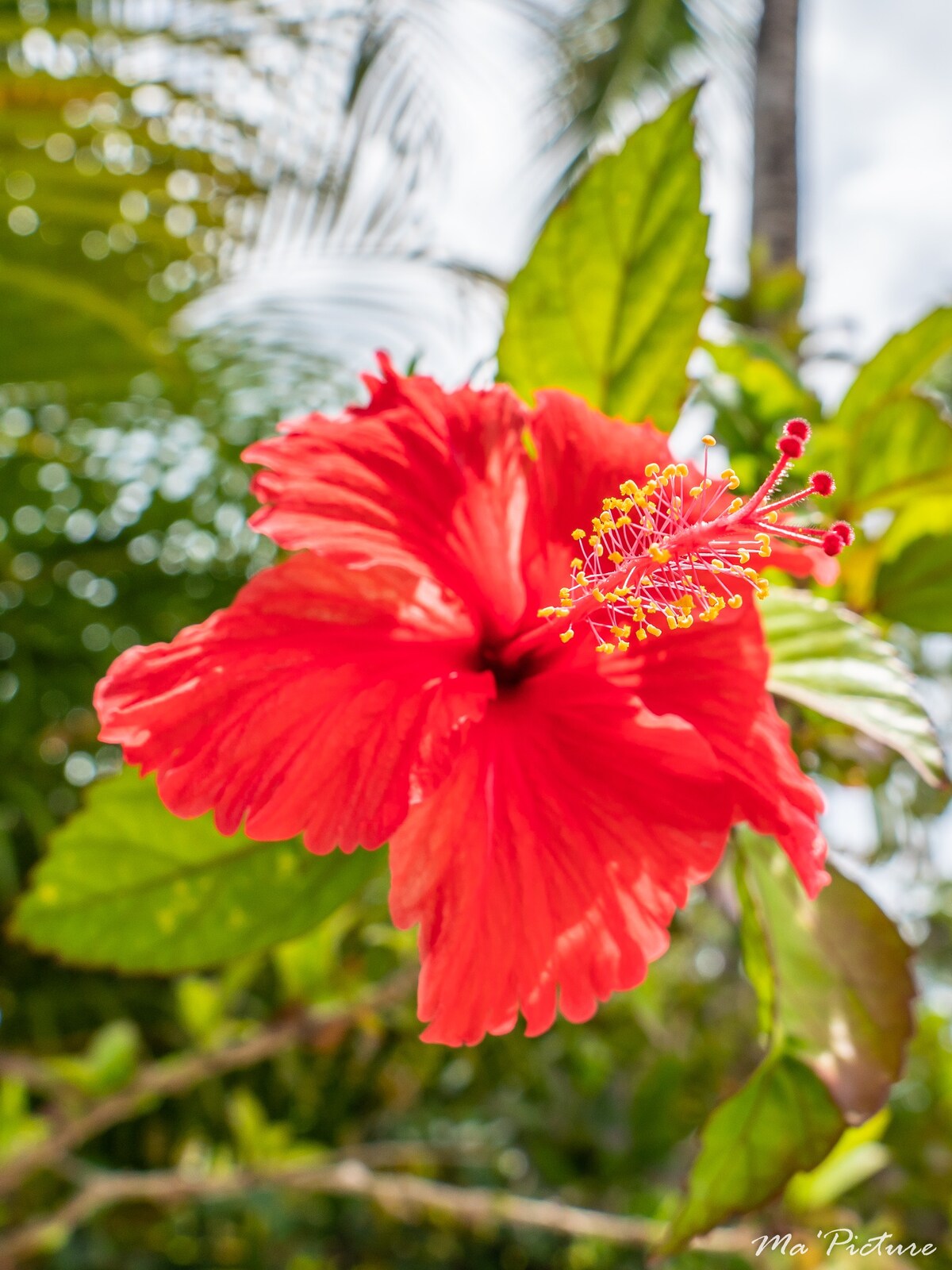 Les Hibiscus à Playa las Ballenas Villa 4