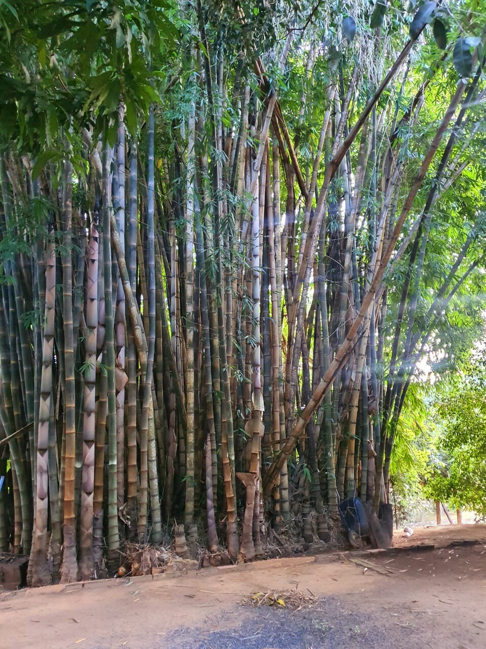 Agradável sítio às margens do Rio Urucuia