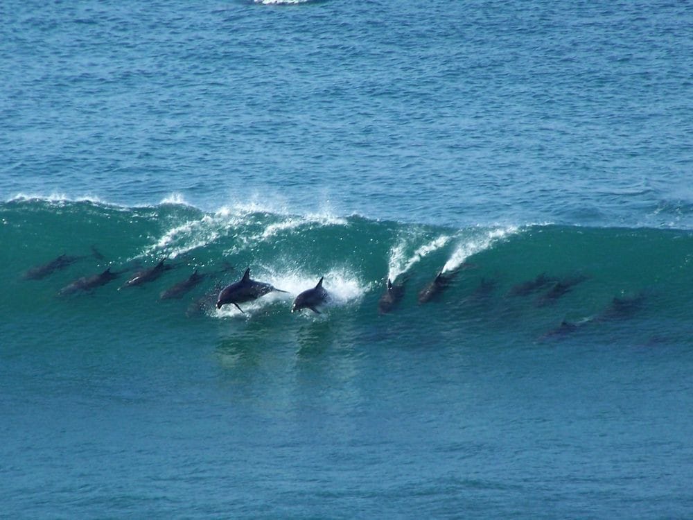 海豚景观， Keurboomstrand - Plettenberg Bay