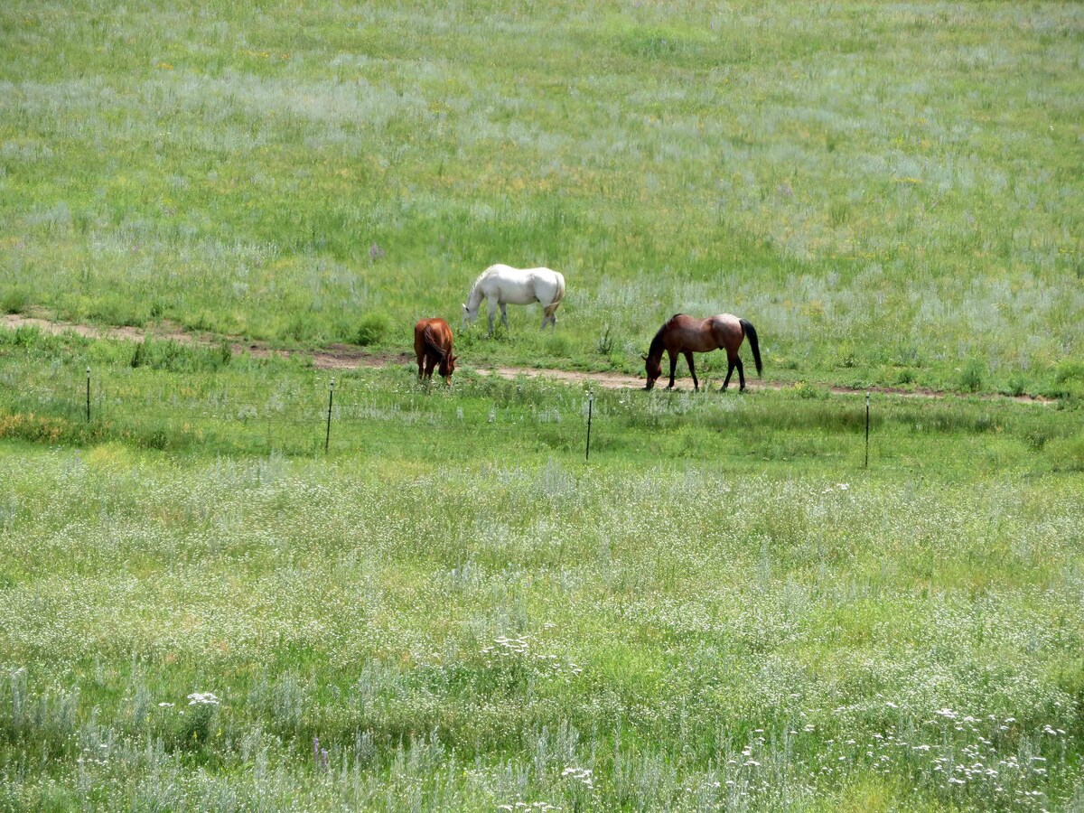 Kickin Back at the Horse Ranch