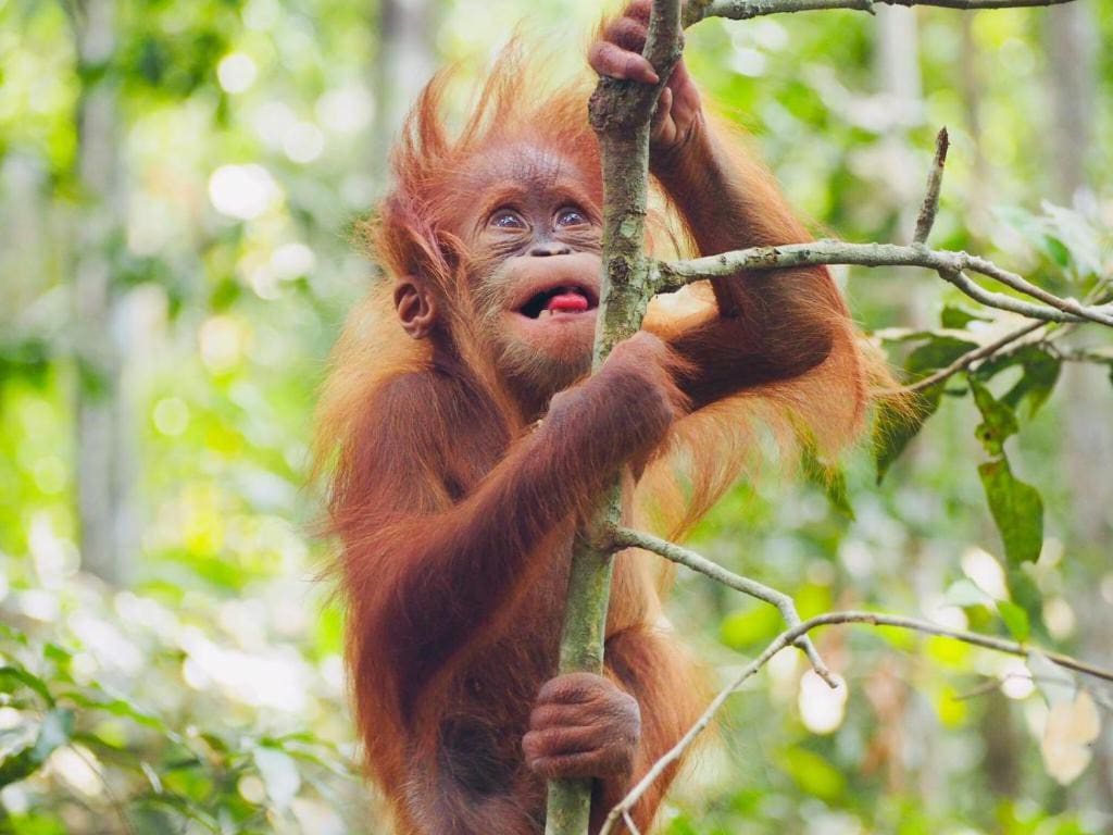 Orangutan果园平房