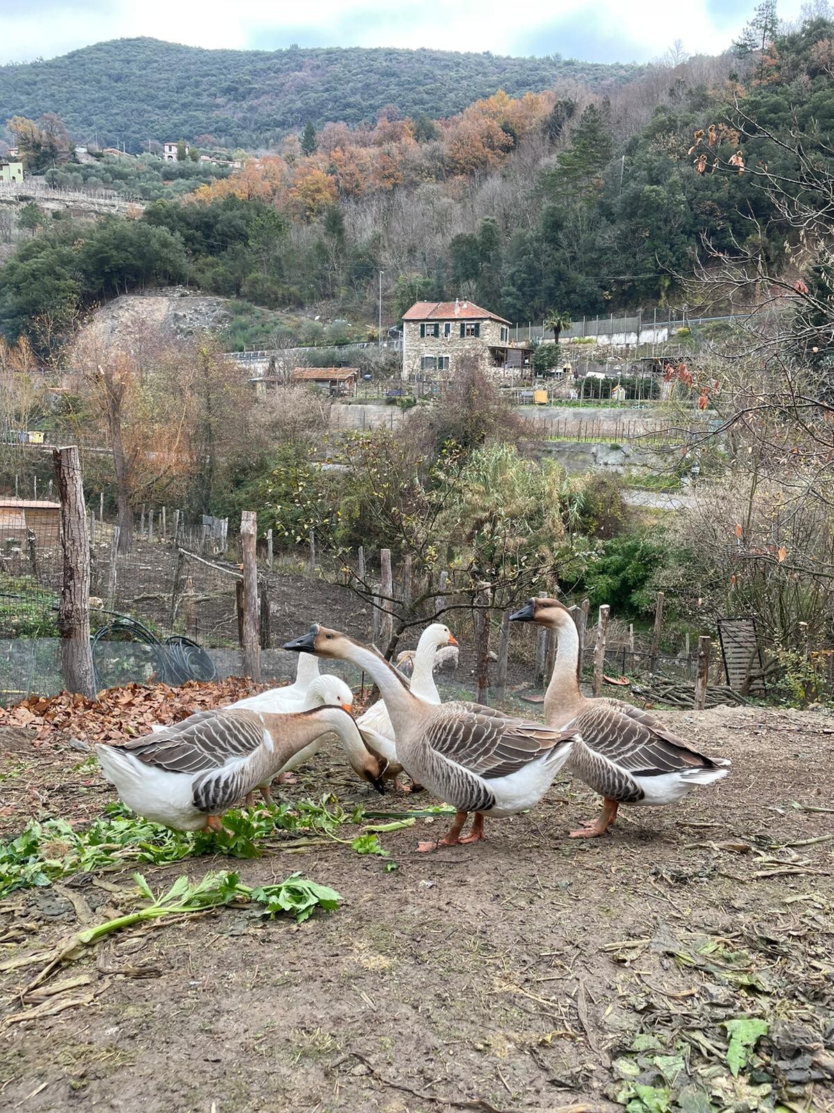 Bungalow in Agricamping Boragni