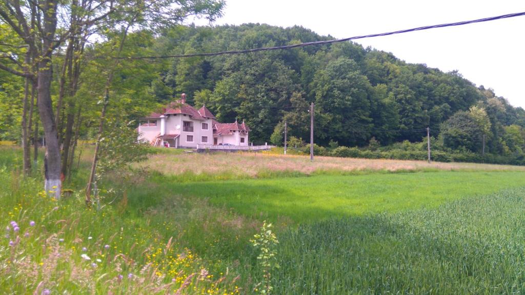 The house in the green forest