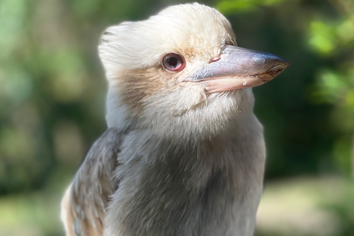 笑Kookaburra小屋-被大自然包围