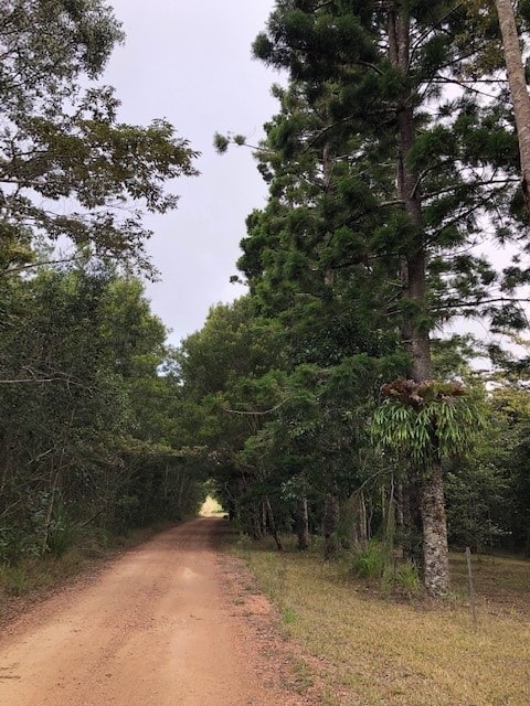 Rainforest Retreat At Paluma