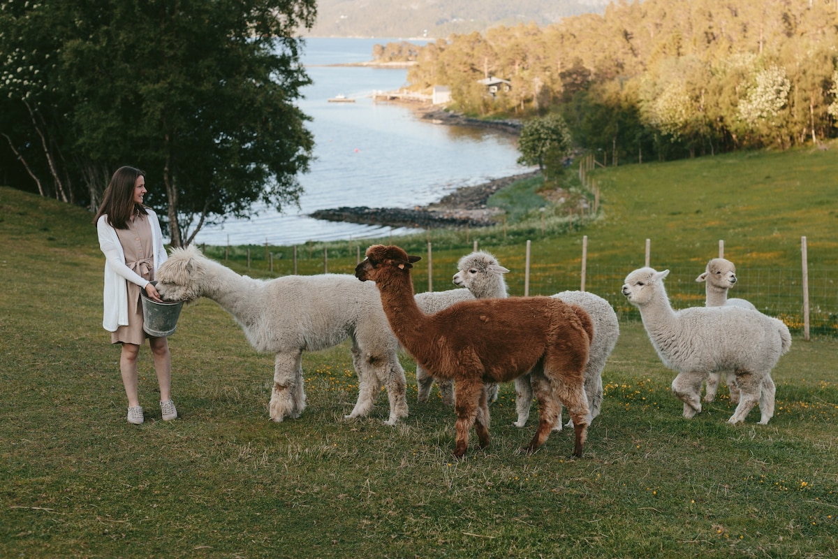 Alpaca farm stay in idyllic nature surroundings