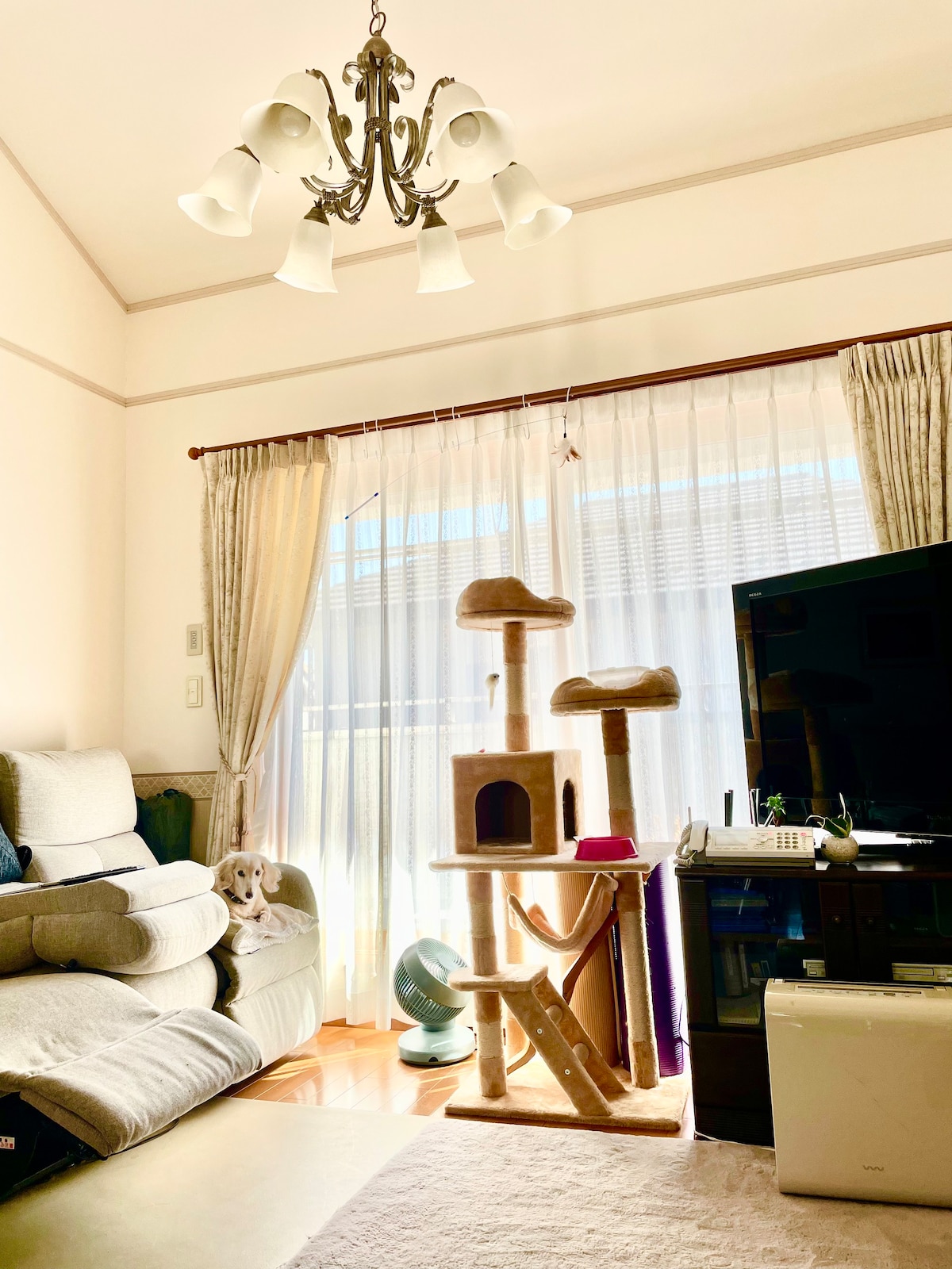 （房间1 ）东京南部一个安静的住宅区内有一间可爱的房间，里面有一只安静的狗和猫