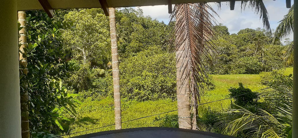 Jungle view - mirissa