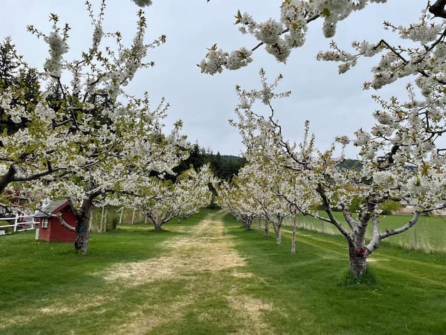 西基隆拿(West Kelowna)的民宿