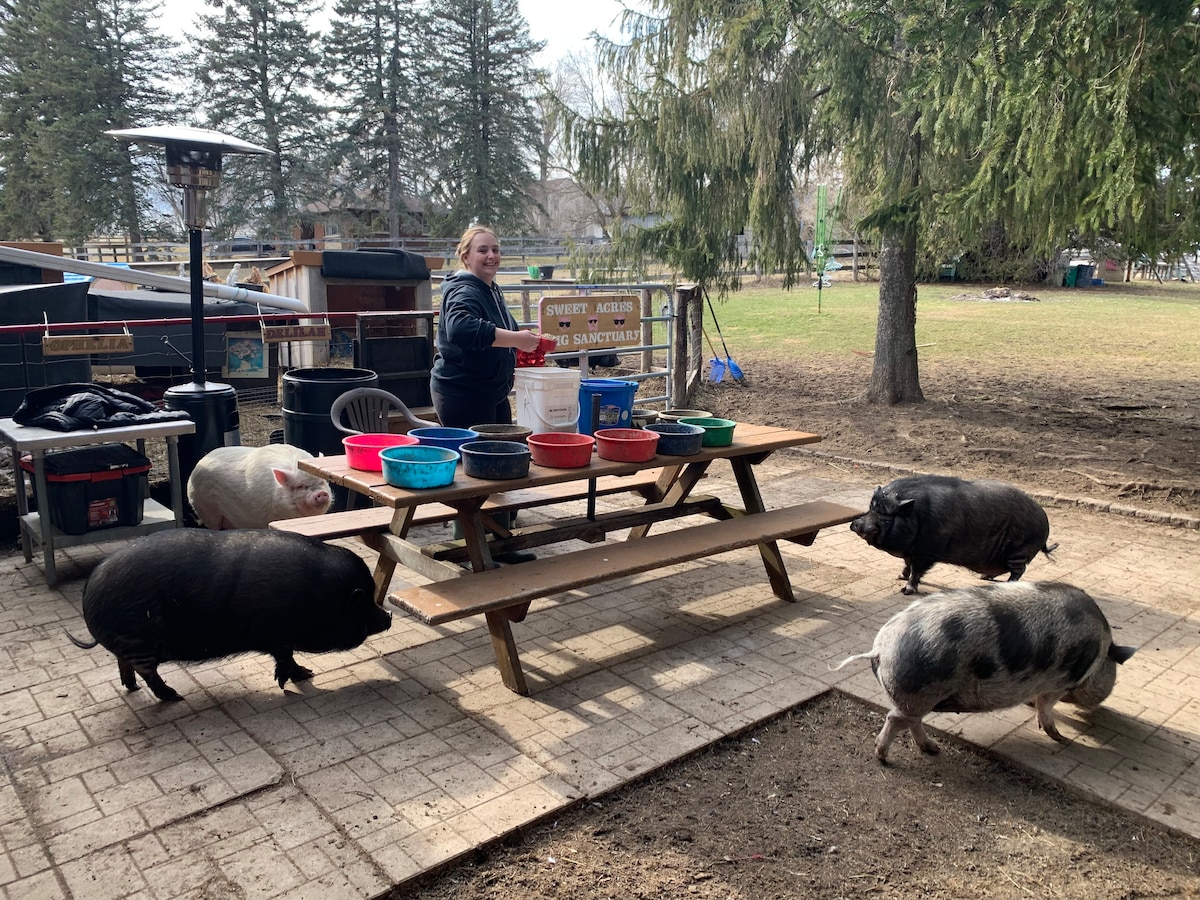 Potbellied Pig Sanctuary地下室公寓