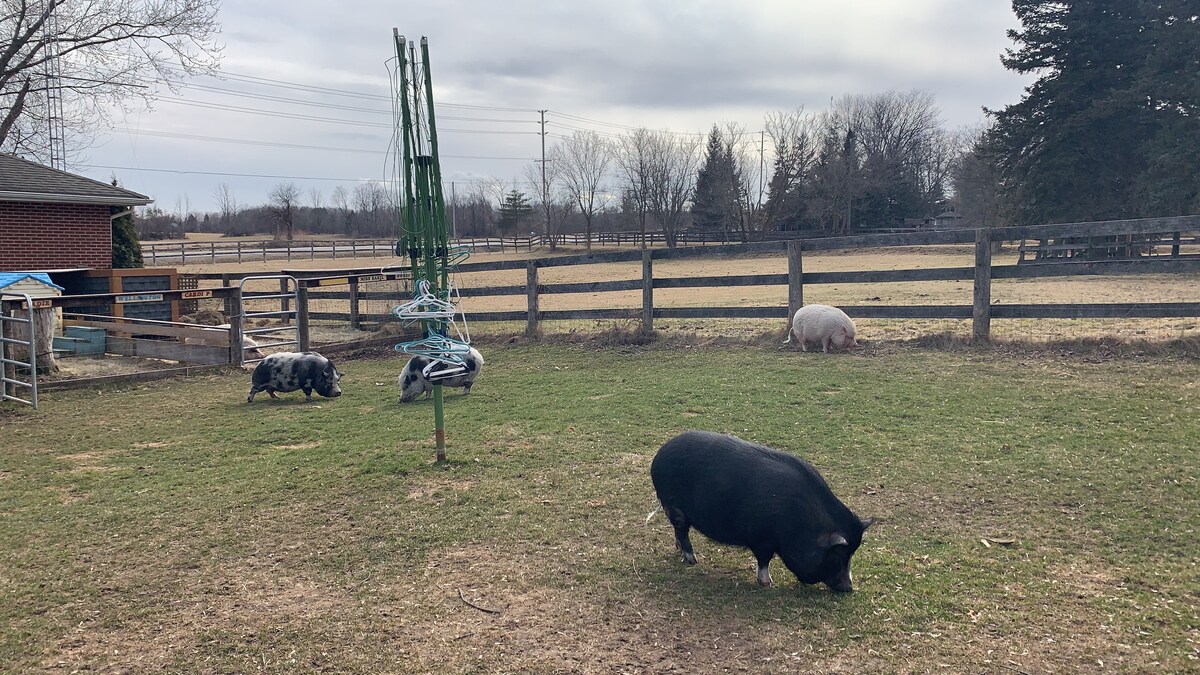 Potbellied Pig Sanctuary地下室公寓