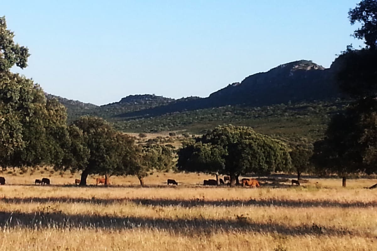 牧场中的Extremadura农舍